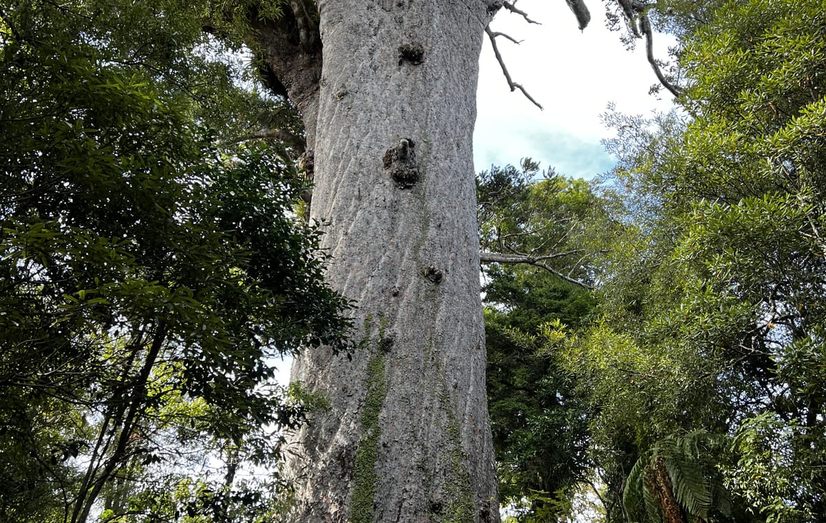 Day Trip to Waipoua Forest and Kauri Museum from Auckland