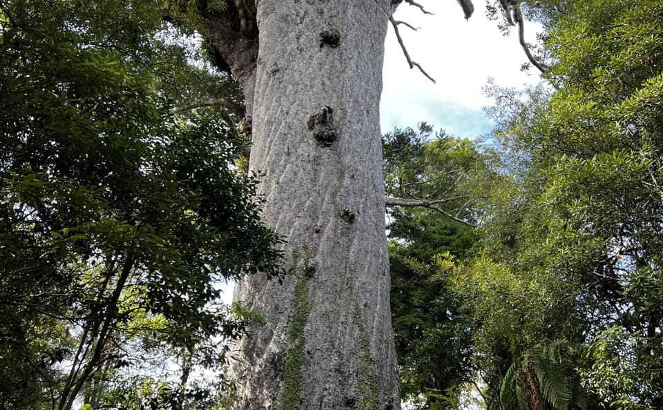 Day Trip to Waipoua Forest and Kauri Museum from Auckland