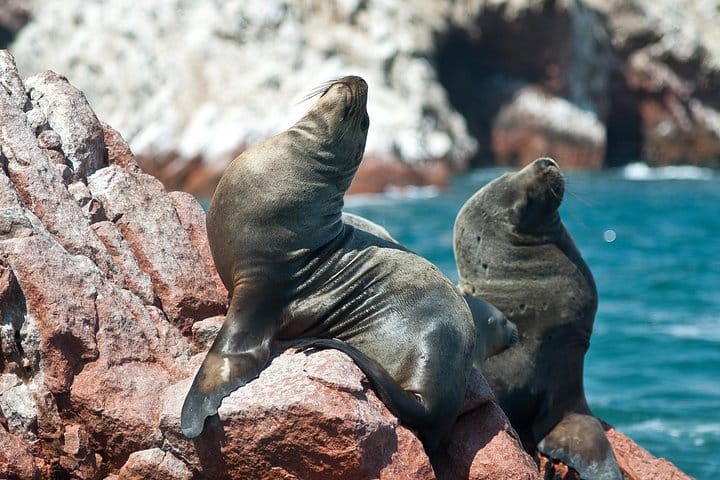Ballestas islands