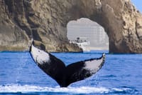 Los Cabos Whale Watching Cruise with Open Bar & Snacks 3