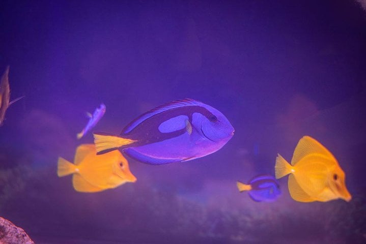 Grand Aquarium from Hurghada 3