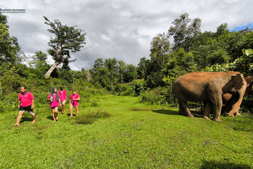 Chiang Mai: Elephant Sanctuary with Lunch Day Tours