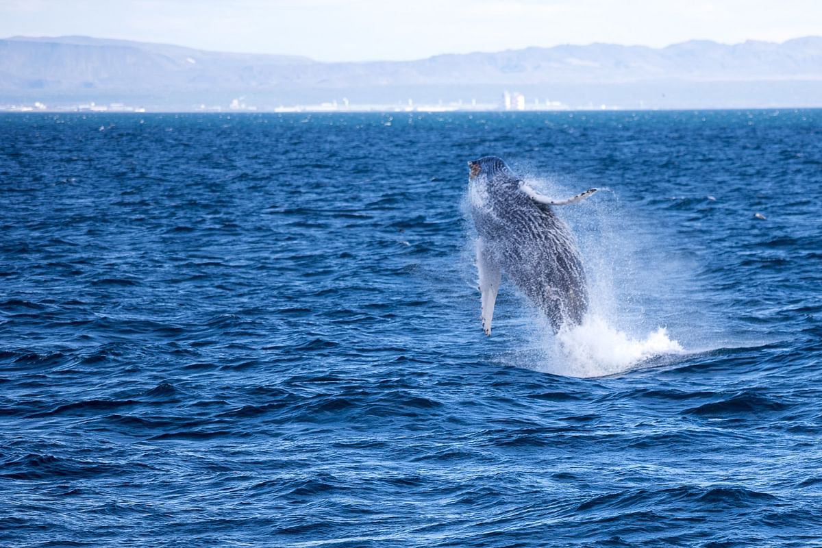 Whale Watching & Lava Show Reykjavik: Nature's Breathtaking Spectacle