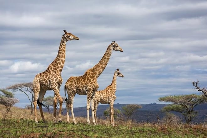Mara national park
