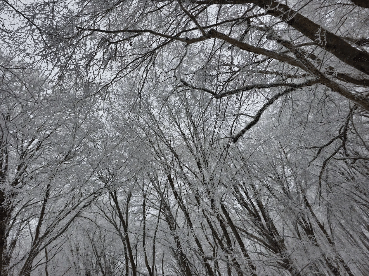 Sabaduri forest in Winter