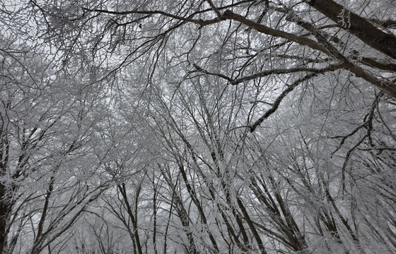 Discover Sabaduri Forest & More: National Park Adventure