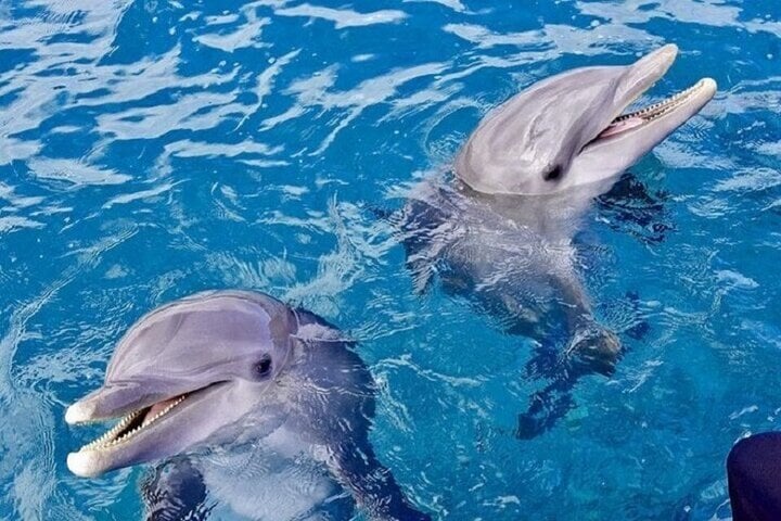 Swim with Dolphins Sea Trip Adventure with Lunch : Marsa Alam