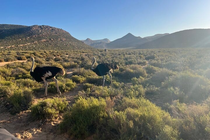 Cape Town Aquila Game Reserve Big 5 Sunset Safari with Transport