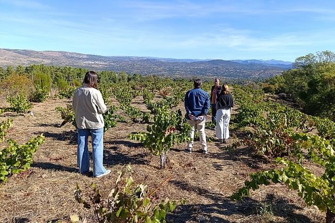 Discover Madrid’s Hidden DO: Exclusive Winery Tour & Tasting