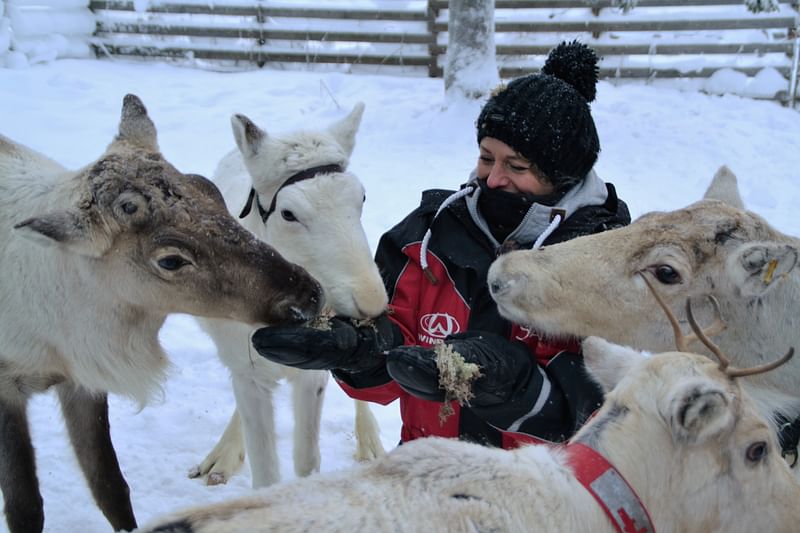 Feeding a reindeer at Ruka Kuusamo Lapland