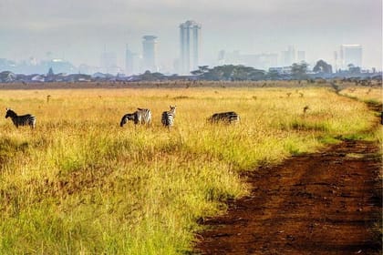 NAIROBI NATIONAL PARK: HALF DAY GUIDED TOUR FROM NAIROBI