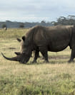 Day Trip To Lake Nakuru National Park 3