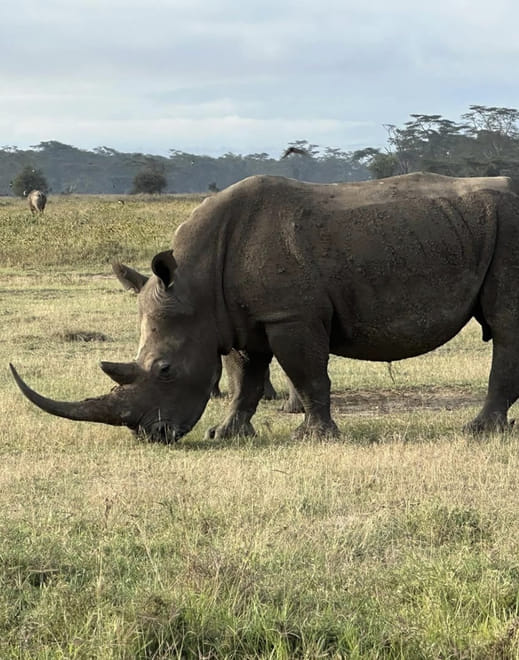 Day Trip To Lake Nakuru National Park