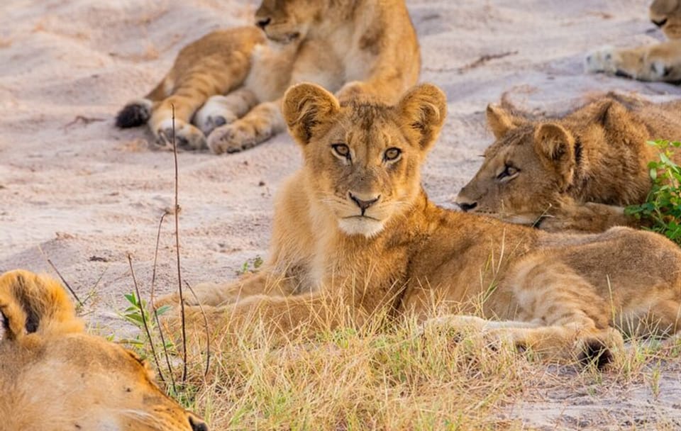 Full Day Safari in Hwange National Park from Victoria Falls