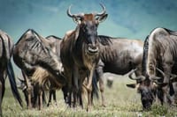 Endless Expedition: The migration stretches into the horizon