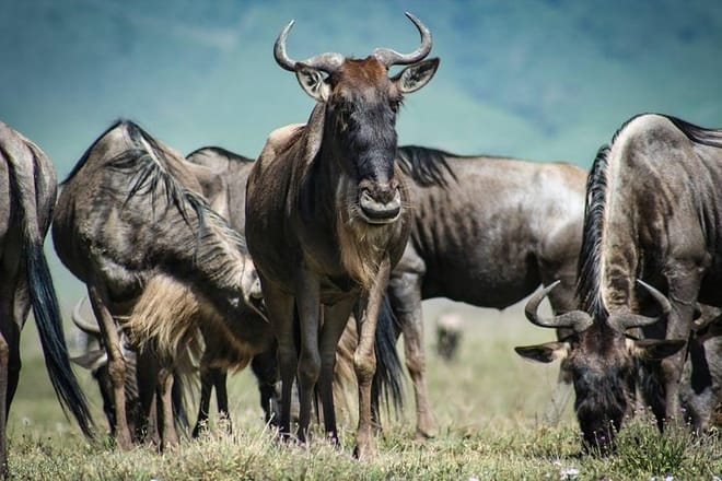 Endless Expedition: The migration stretches into the horizon