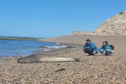 Full Day Tour to Punta Ninfas from Puerto Madryn