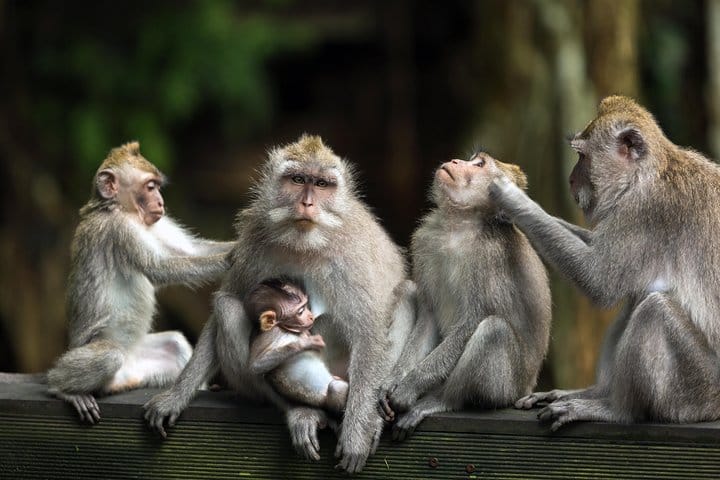 Private Shore Excursion: Customized Best of Bali Tour