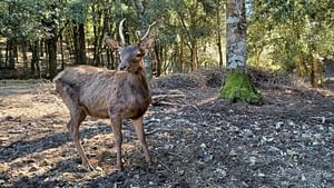 Hiking in the Sette Fratelli Park on the trail of the Sardinian deer