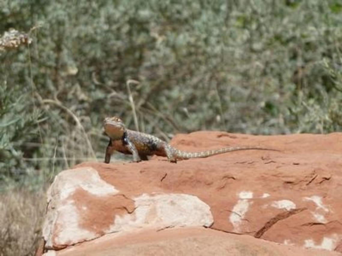 We got really lucky seeing this little guy in Zion