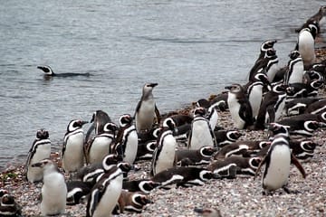 Punta Tombo Penguin Colony and Dolphin Watching Tour from Puerto Madryn