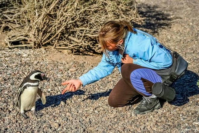 PUERTO MADRYN: Punta Tombo and walk into the largest penguin colony in South America