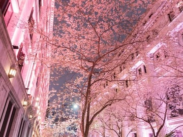 Tokyo Cherry Blossom Night Tour – Private Yozakura Experience