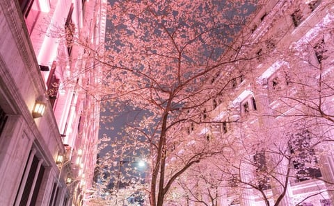 Tokyo Cherry Blossom Night Tour – Private Yozakura Experience