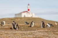 Half Day sailing to Magdlena Island Penguin Colony from Punta Arenas Season from October to March  2