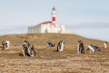 Half-Day Tour to Magdalena Island Penguin Colony from Punta Arenas