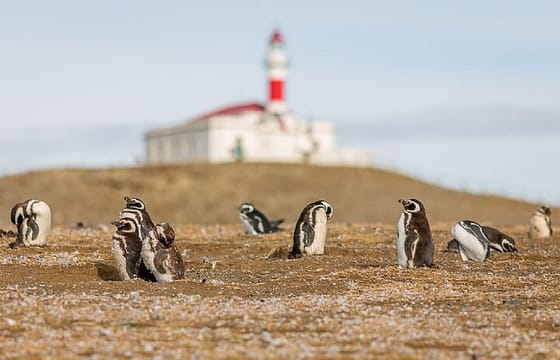 Half Day sailing to Magdlena Island Penguin Colony from Punta Arenas Season from October to March