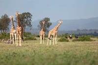 Giraffes at Aberdare Country Club