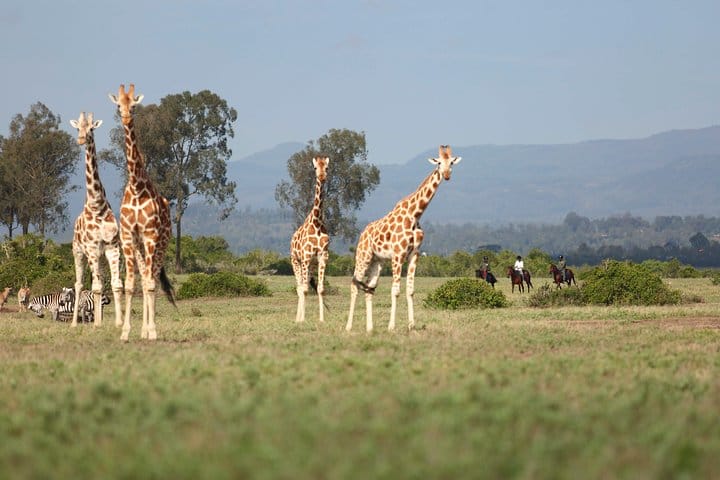 Giraffes at Aberdare Country Club