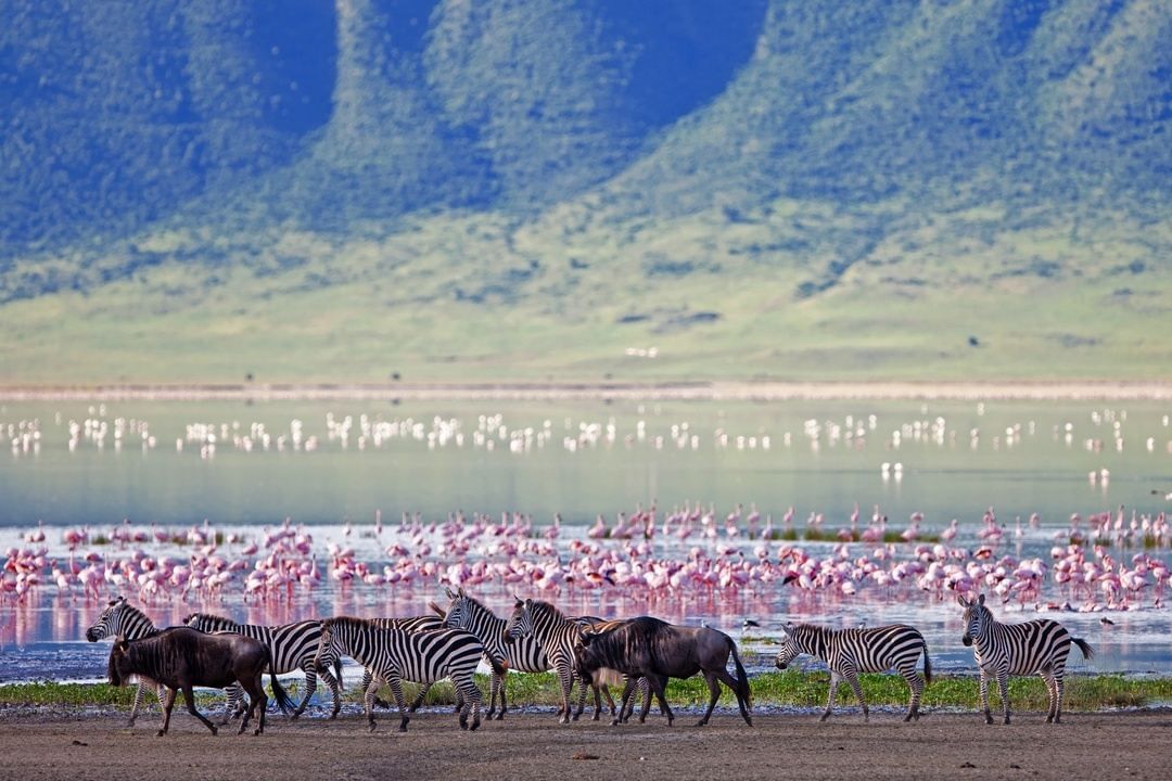 Great Migration of Zebra and Flamingos