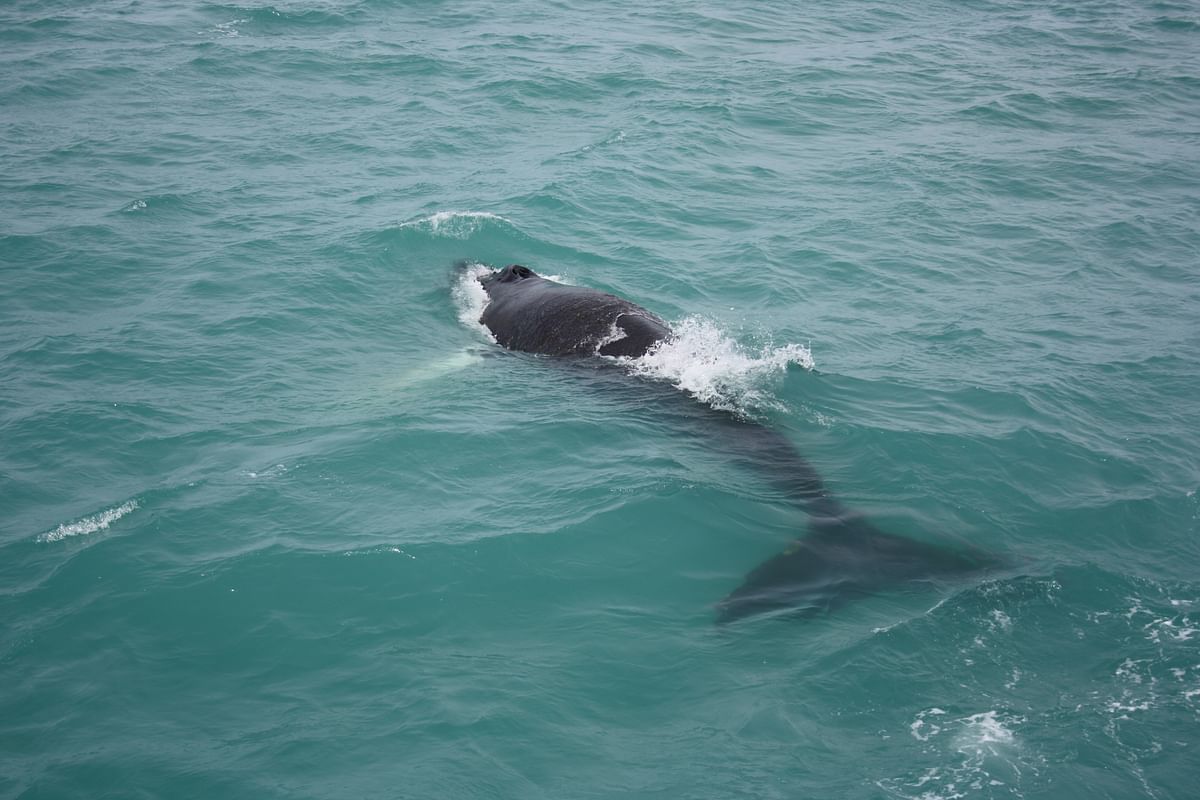 Whale Watching & Lava Show Reykjavik: Nature's Breathtaking Spectacle