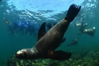 Snorkeling with Sea Lions