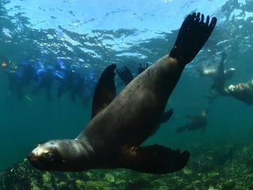 Snorkeling with Sea Lions