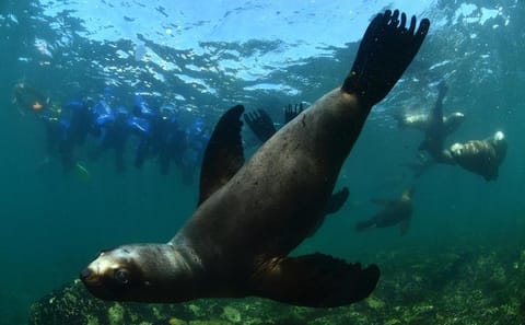 Snorkeling Adventure with Sea Lions in Puerto Madryn