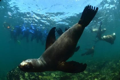 Snorkeling with Sea Lions in Puerto Madryn