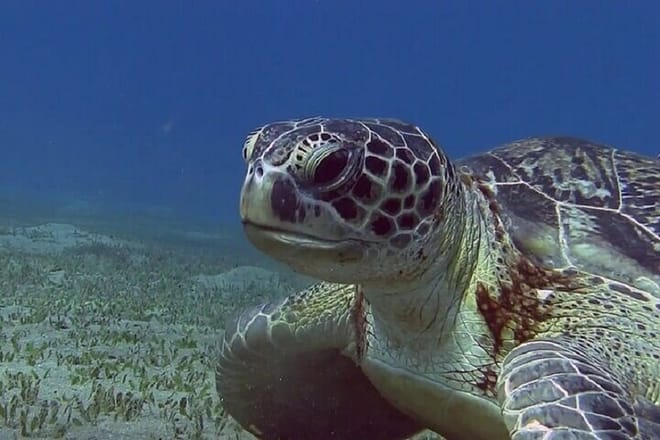 Private Abu Dabbab Snorkeling with Turtles &amp; Transfer - Hurghada