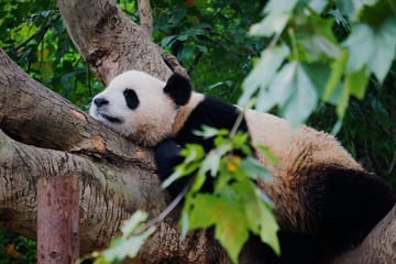Private Day Tour of Chengdu Panda Base and Leshan Buddha