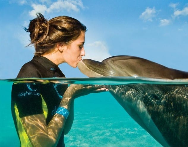 Book Dolphin Adventure and Dolphin Encounter Tickets Now