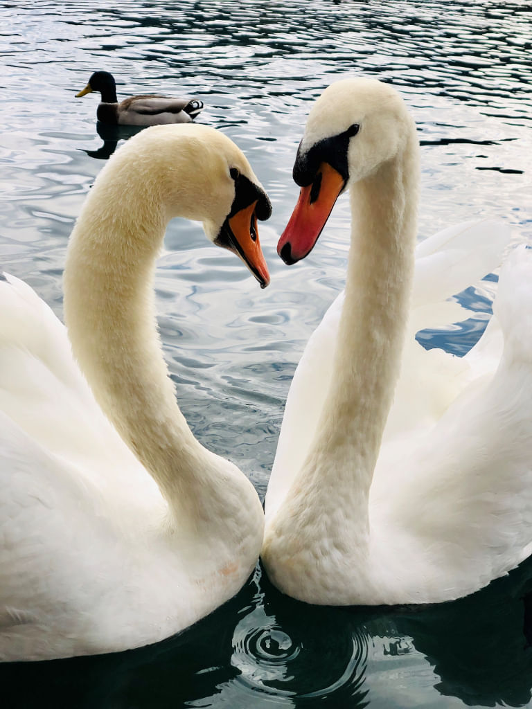 Two Swans