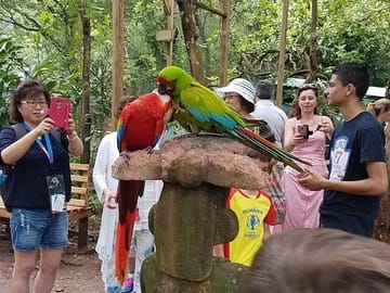 Wildlife Encounter and Macaw Market Tour in French Harbour