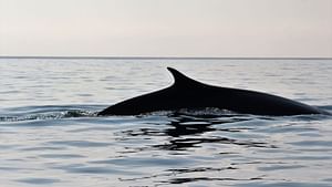 Whale watching tour in the Gulf of Orosei