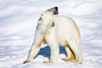Polar bear in Ranua Wildlife Park