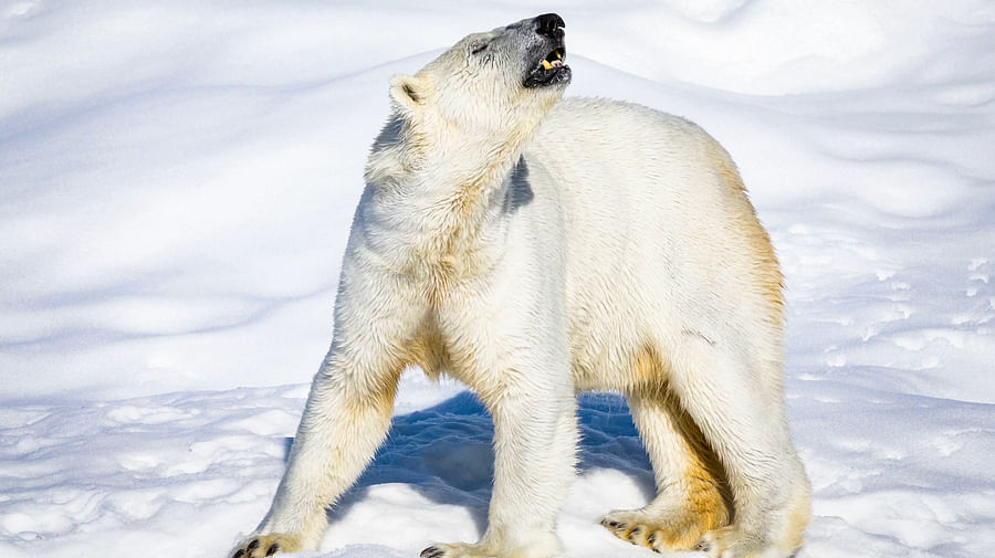 Polar bear in Ranua Wildlife Park