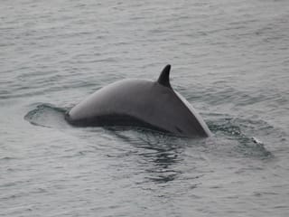 Reykjavík Whales & Puffins, photo 15