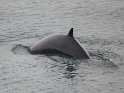 Reykjavík Whales & Puffins, photo 15