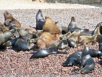 Ballestas Islands Sea Lions